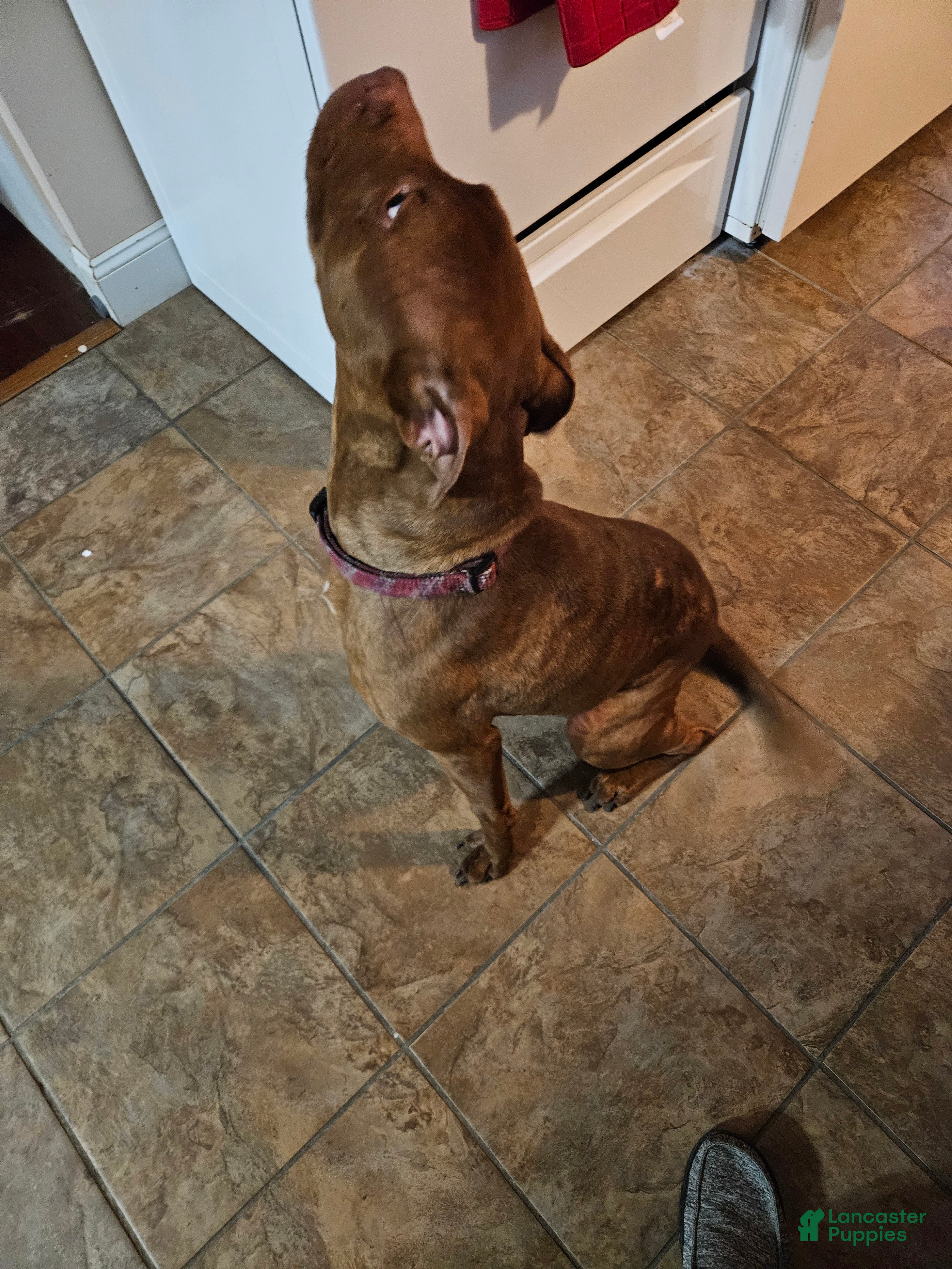 American Pit Bull Terrier dogs American Pit Bull Terrier Puppy 1 - Ad 28