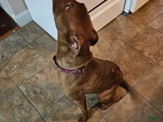 American Pit Bull Terrier dogs American Pit Bull Terrier Puppy 1 - Ad 20