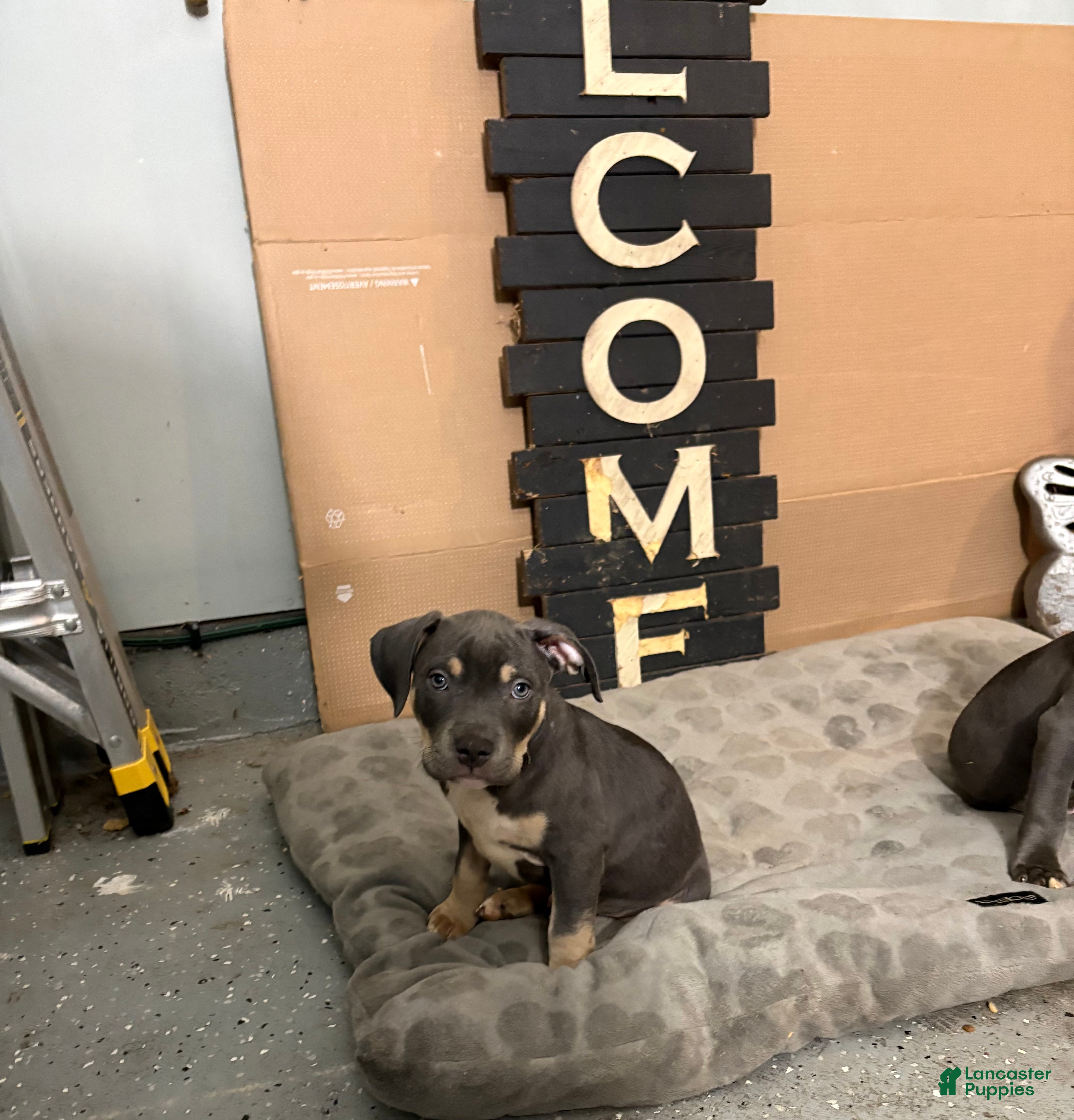 Mixed Breed dogs for sale: Pup 2 - Ad 32