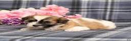 Teddy Bear dogs for sale: BJ's Rover - Ad 5