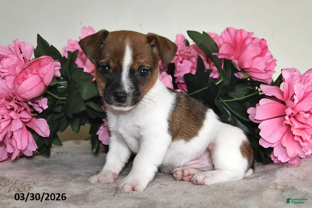 Jack Russell Terrier dogs for sale: Billy - Ad 2