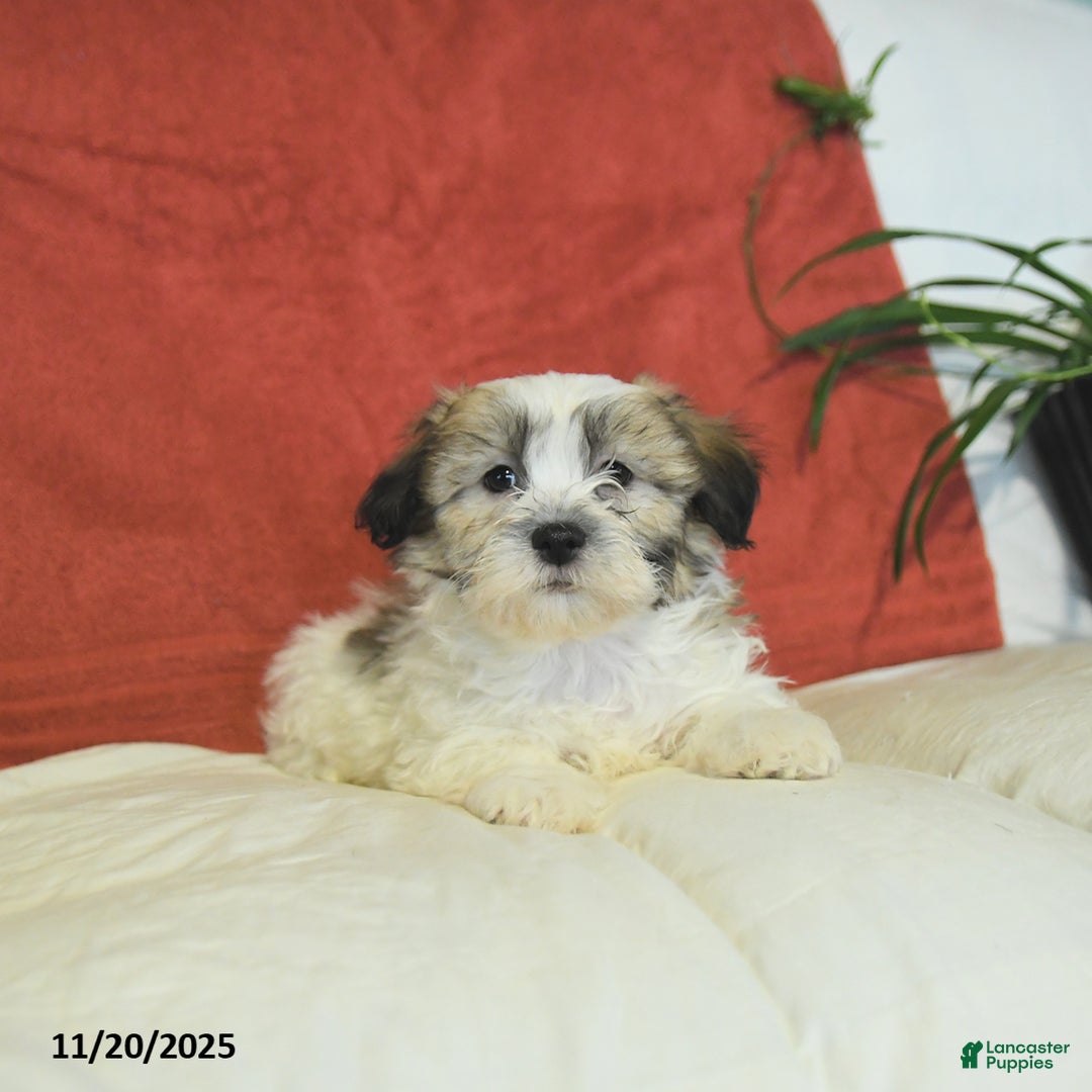 Teddy Bear dogs for sale: Benny - Ad 2