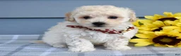 Bichpoo dogs for sale: Scotty - Ad 7