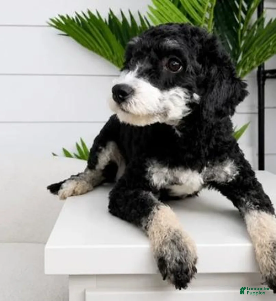 Mini Bernedoodle dogs for sale: Paris - Ad 4