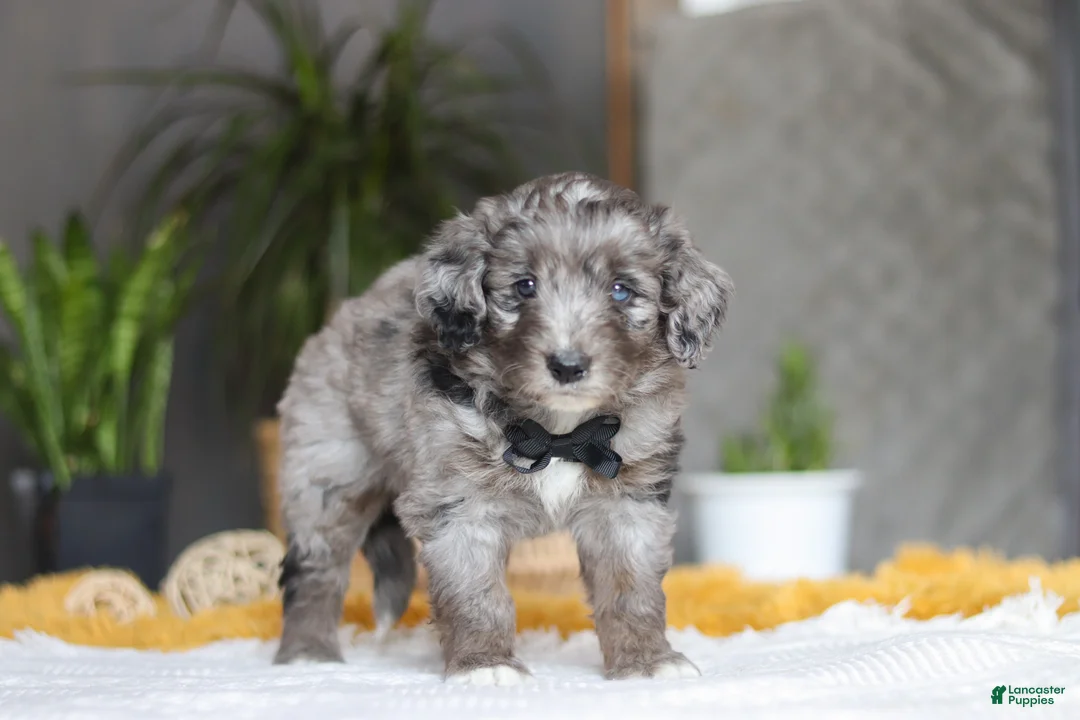 Mixed Breed dogs for sale: Summit - Ad 5