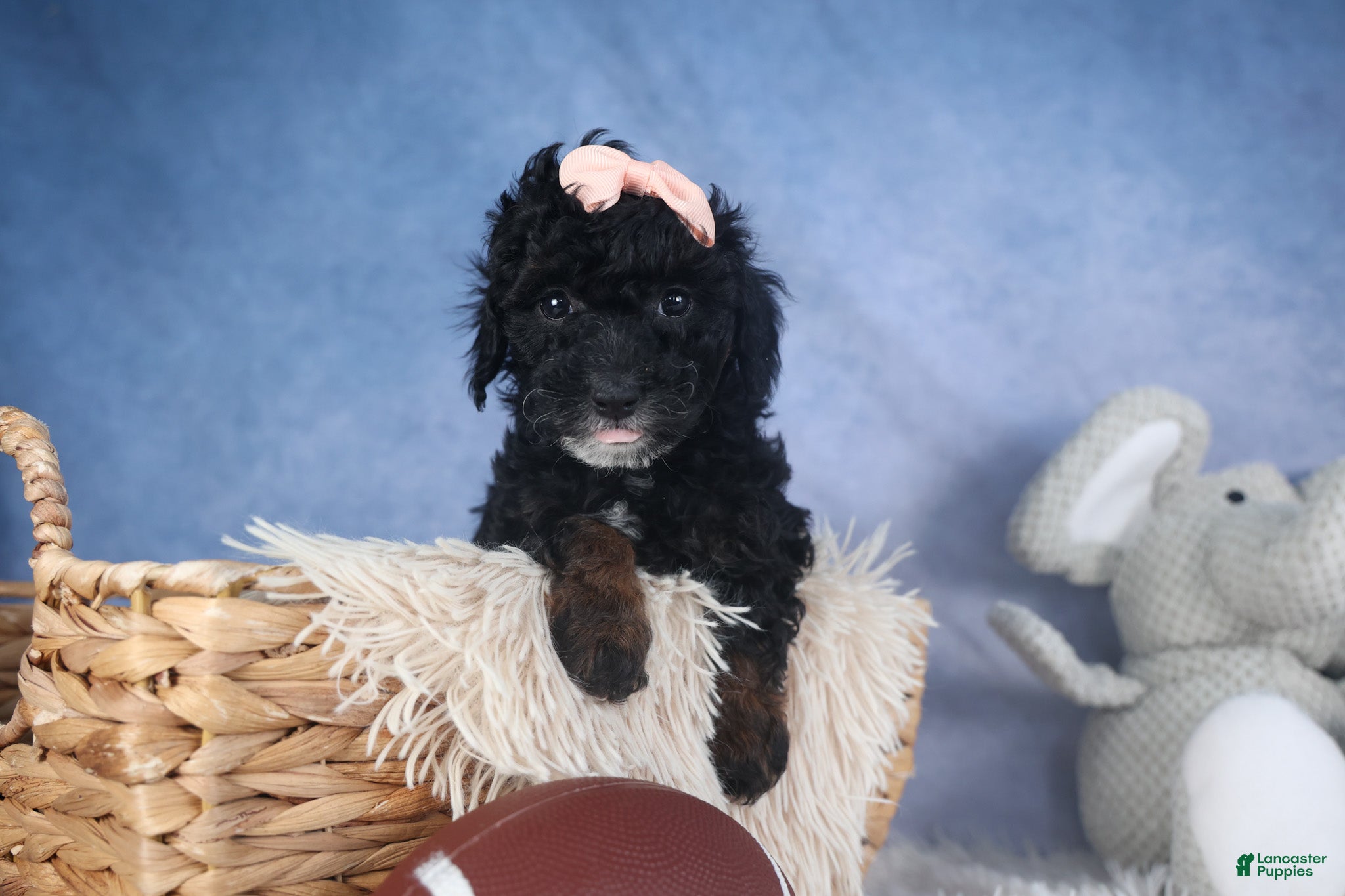 Miniature Poodle dogs Regan - Ad 1