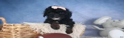 Miniature Poodle dogs for sale: Regan - Ad 1