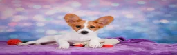 Papillon dogs for sale: Ace - Ad 4