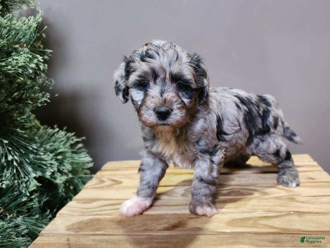 Mini Bernedoodle dogs for sale: Angel - Ad 2