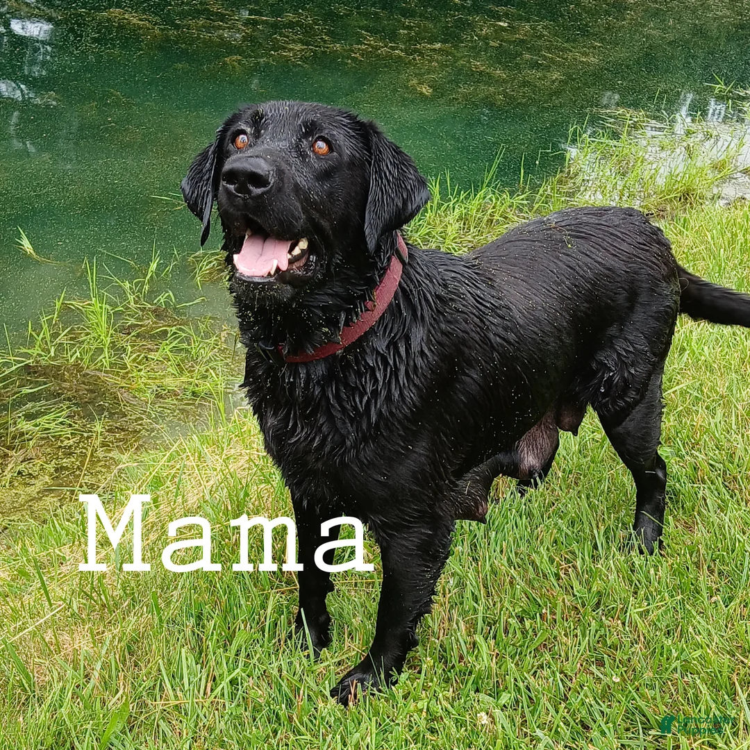 Labrador Retriever dogs for sale: CHASE - Ad 7