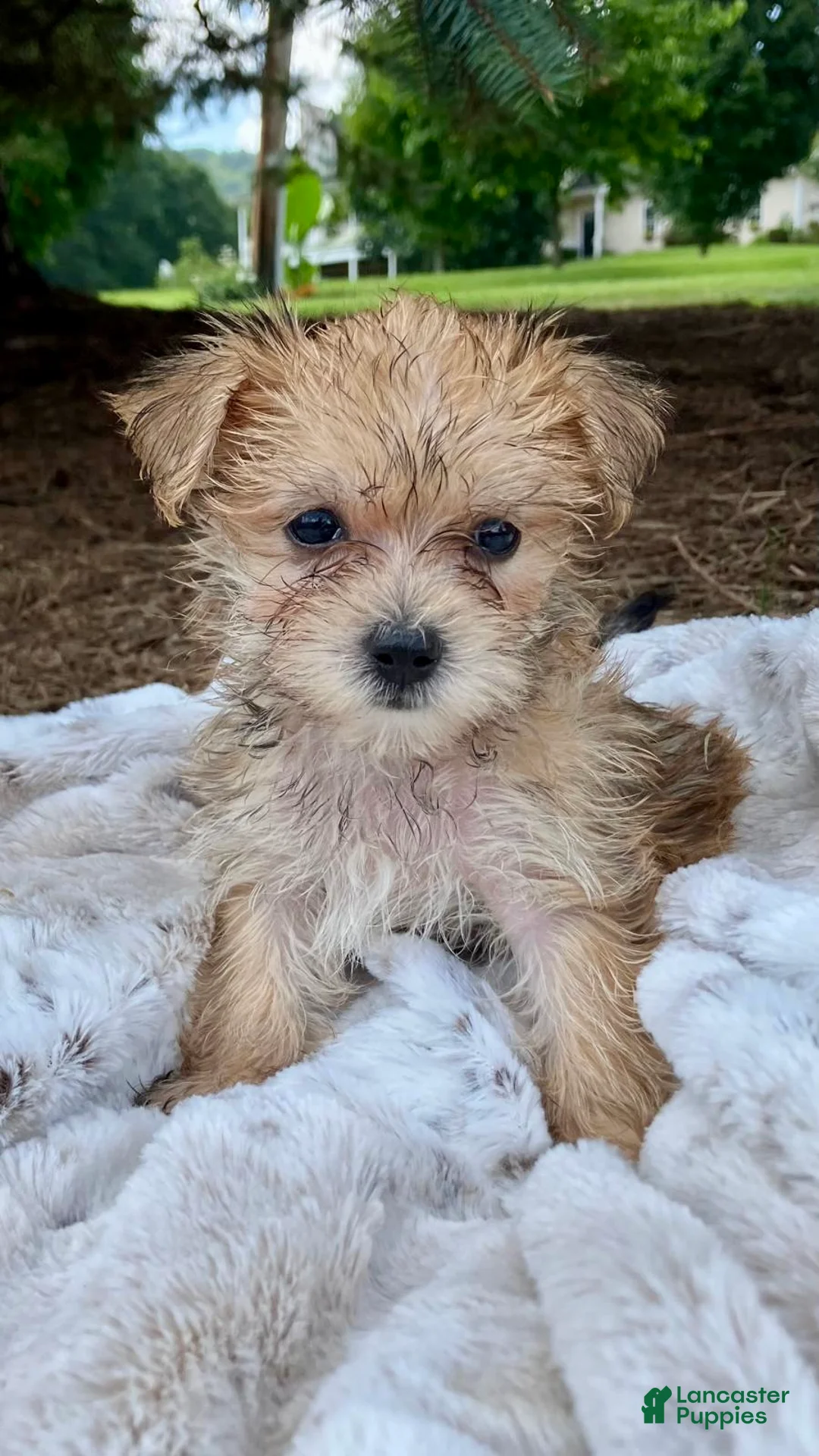 Morkie dogs for sale: Oakley - Ad 1