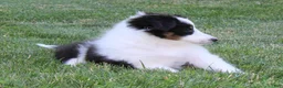 Shetland Sheepdog dogs for sale: Tasha - Ad 3