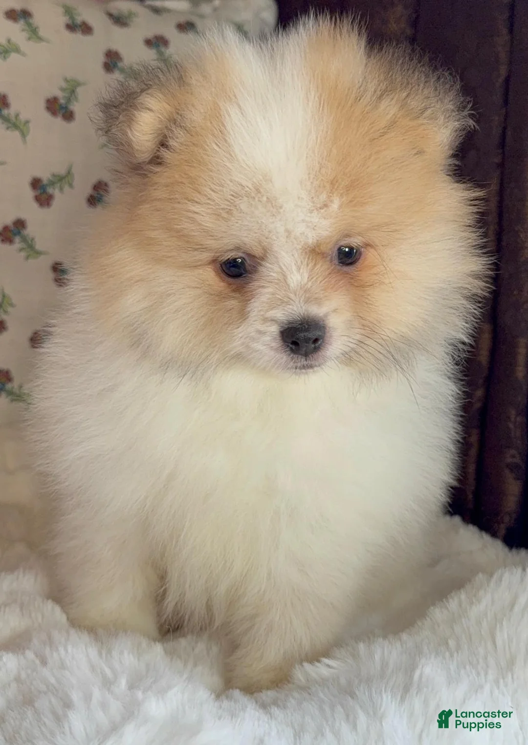 Pomeranian dogs for sale: Pomeranian Puppy Toby  - Ad 10