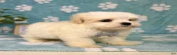 Malshi dogs for sale: Miles - Ad 6