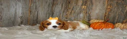 Cavalier King Charles Spaniel dogs for sale: Regina - Ad 5