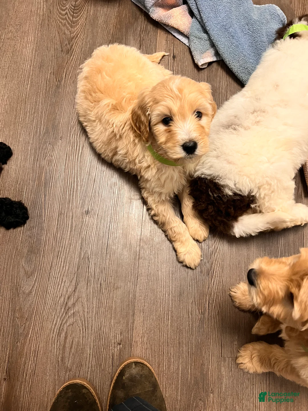Labradoodle dogs for sale: Labradoodle Puppy 5 - Ad 3