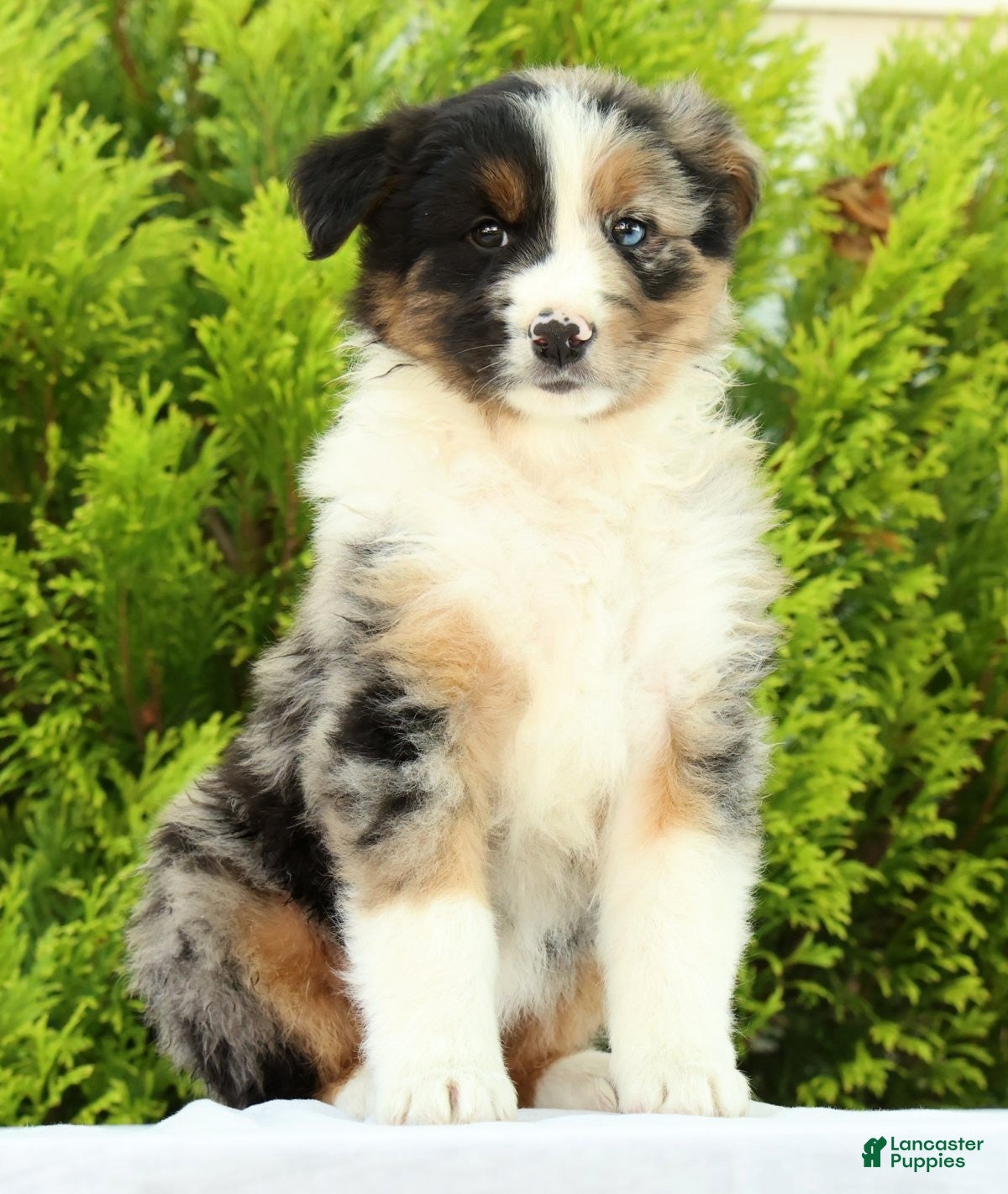 Australian Shepherd dogs for sale: Chip - Ad 3