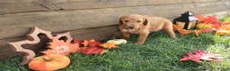 Standard Poodle dogs for sale: Adam - Ad 3