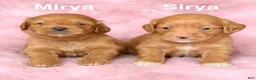 Cockapoo dogs for sale: Sirya - Ad 5