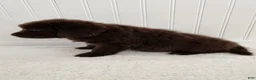 Newfoundland dogs for sale: Erin - Ad 6