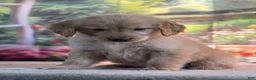 Golden Retriever dogs for sale: Nella - Ad 5