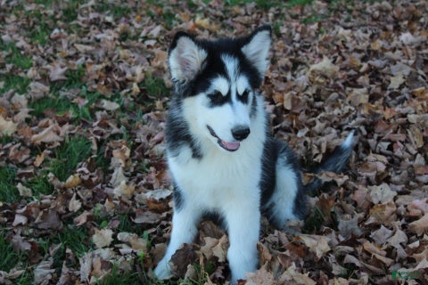 Alaskan Malamute dogs Cascade - Ad 1