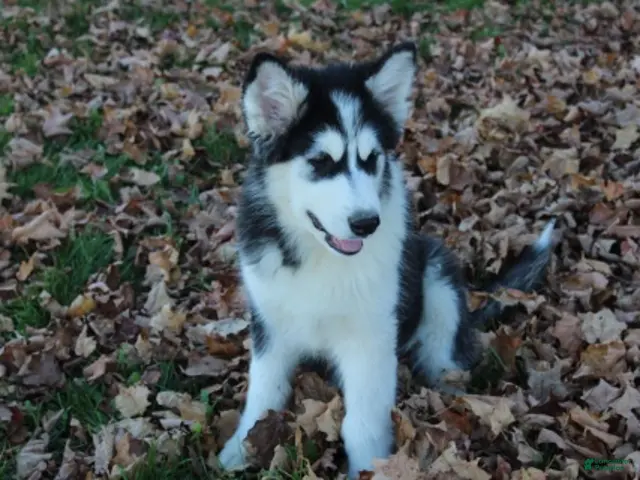 Alaskan Malamute dogs for sale: Cascade - Ad 1
