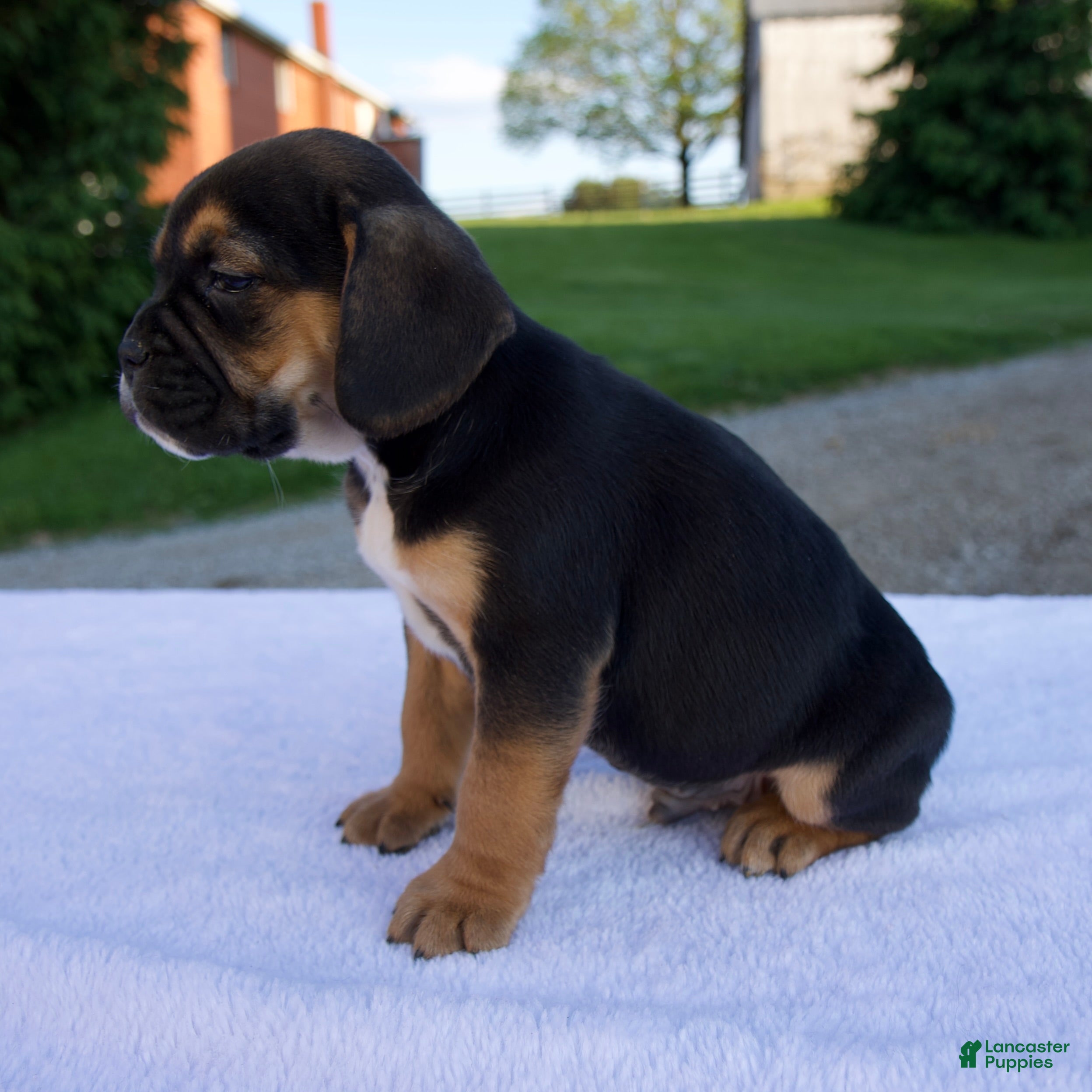 Beabull dogs Knox - Ad 2