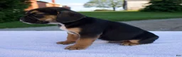 Beabull dogs for sale: Knox - Ad 2