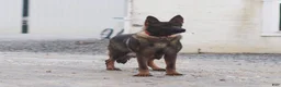 German Shepherd dogs for sale: Flurry German Shepherd  - Ad 4