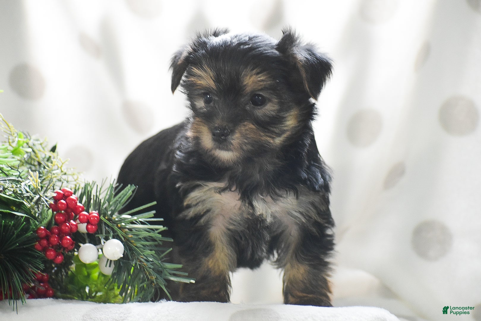 Yorkshire Terrier dogs Primrose - Ad 15
