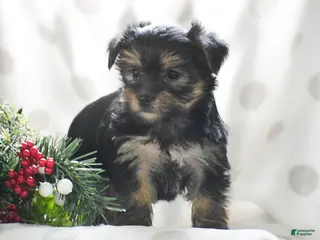 Yorkshire Terrier dogs Primrose - Ad 8