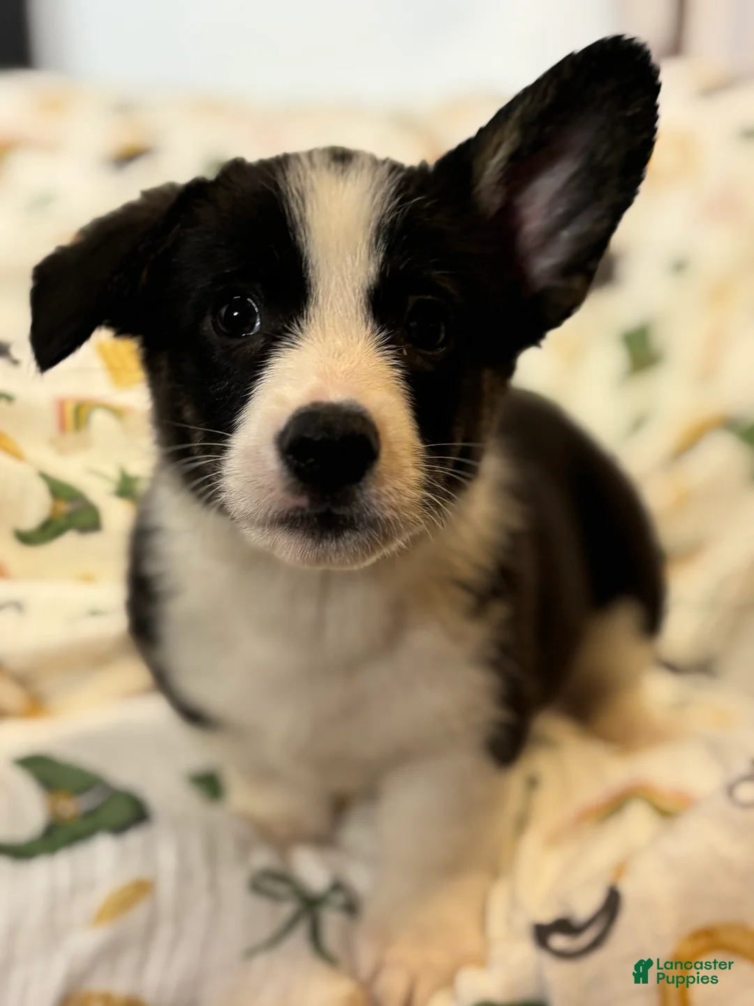 American Corgi dogs for sale: Rocky - Ad 2