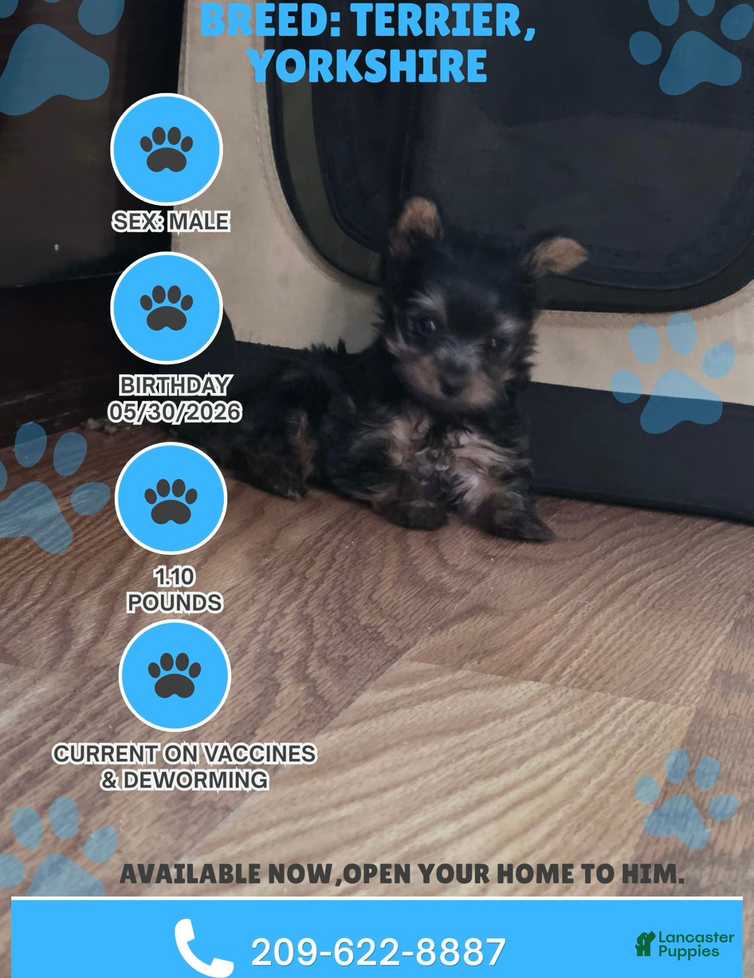 Yorkshire Terrier dogs Mini Yorkshire Terrier 1 - Ad 13