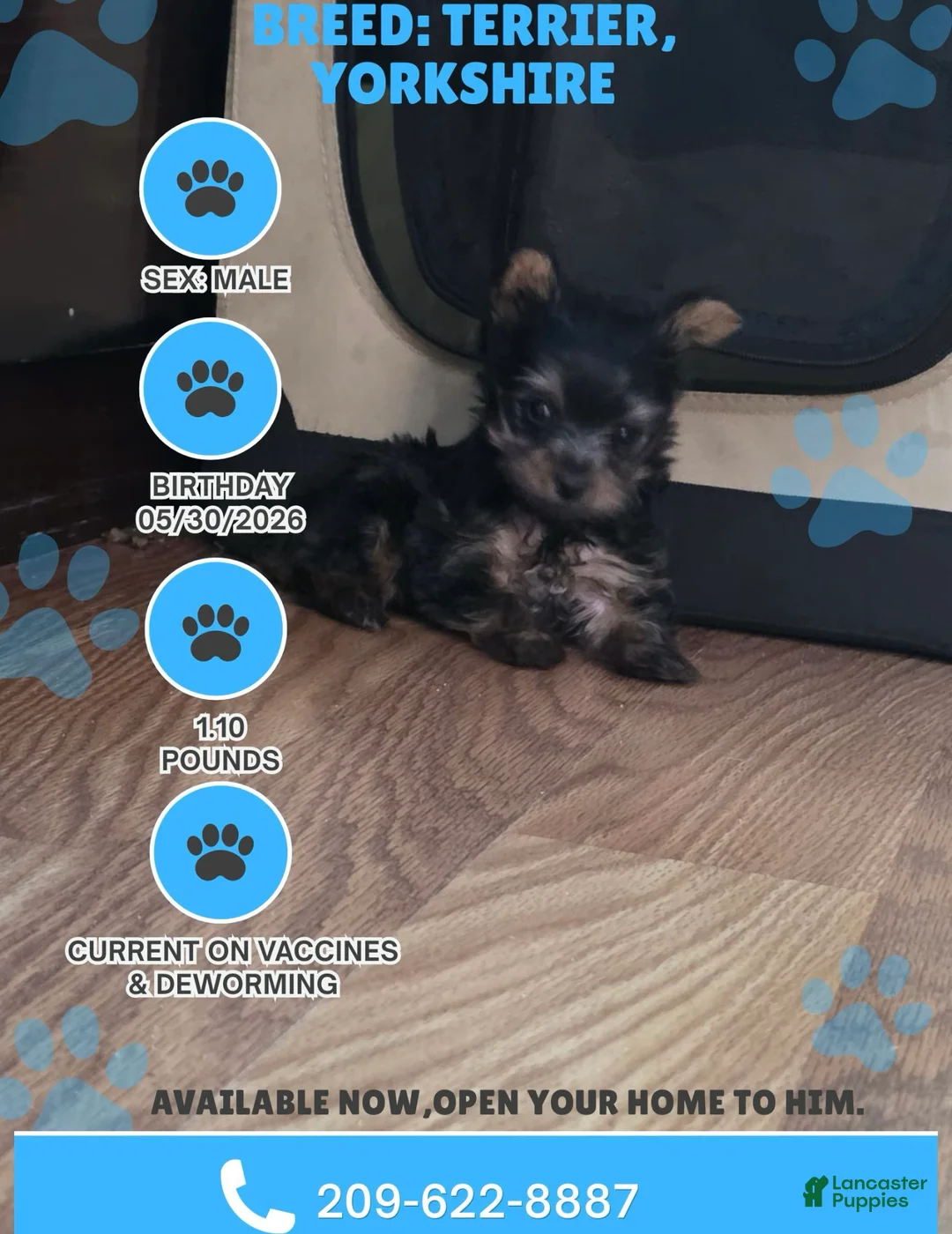 Yorkshire Terrier dogs for sale: Mini Yorkshire Terrier 1 - Ad 1