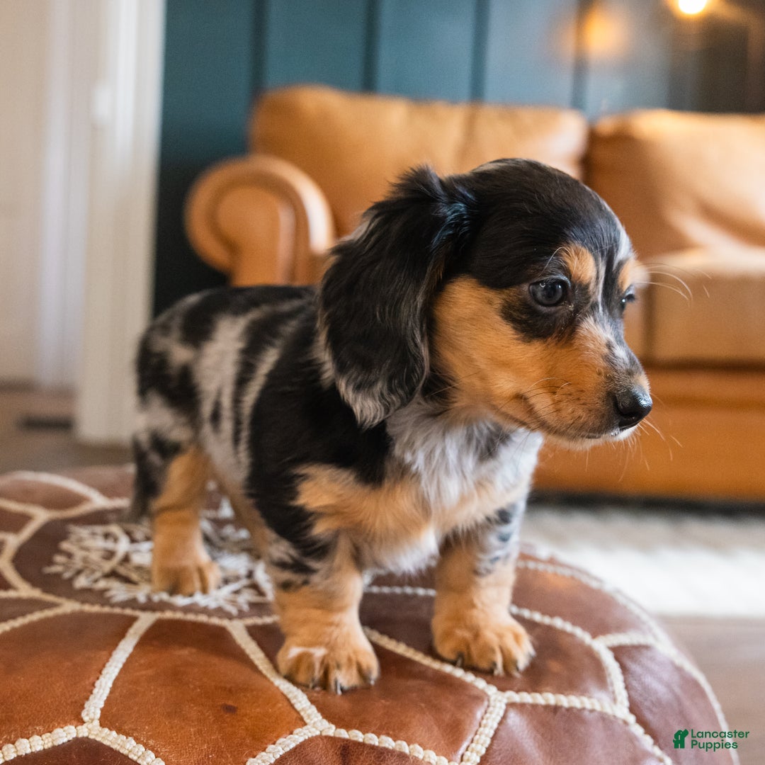 Dachshund dogs for sale: Dash - CHRISTMAS PUPPY! - Ad 5