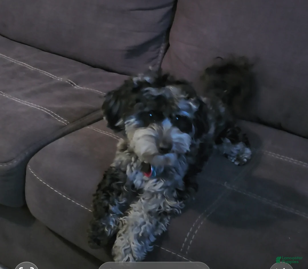 Mini Goldendoodle dogs for sale: Mini Goldendoodle  - Ad 1