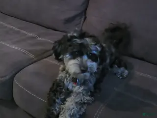 Mini Goldendoodle dogs Mini Goldendoodle - Ad 25