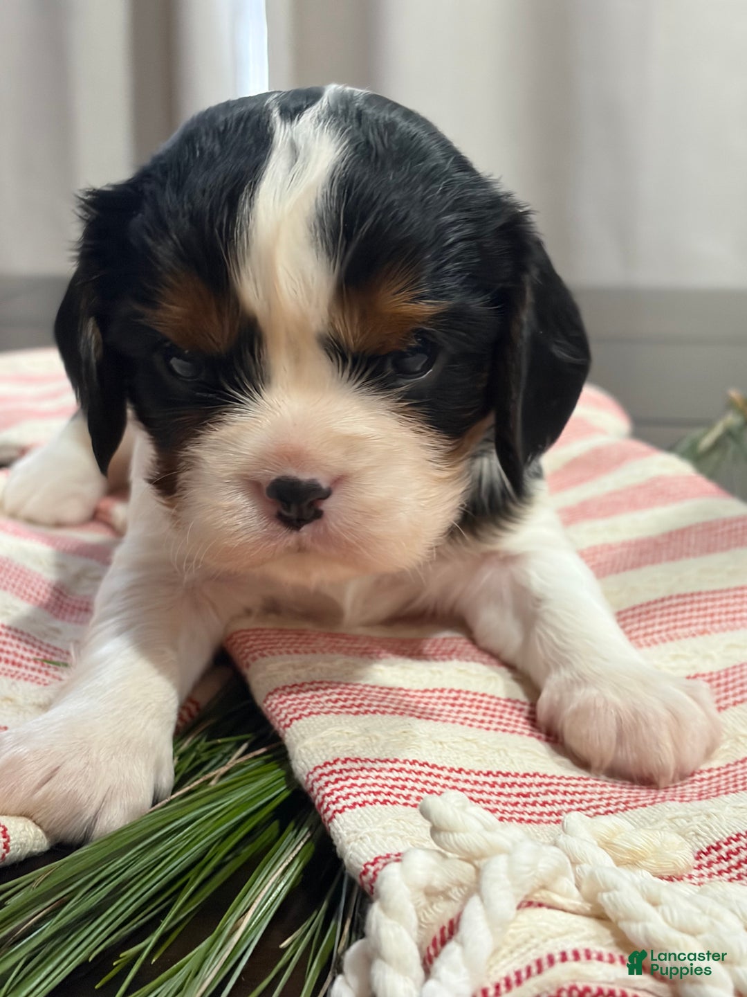 Cavalier King Charles Spaniel dogs for sale: Charlie - Ad 1