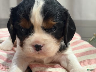 Cavalier King Charles Spaniel dogs Charlie - Ad 23