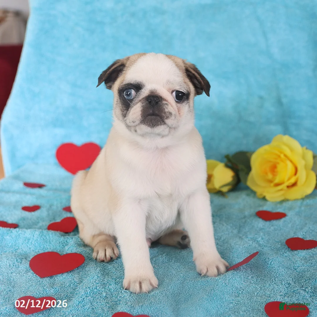 Pug dogs for sale: Greg - Ad 1