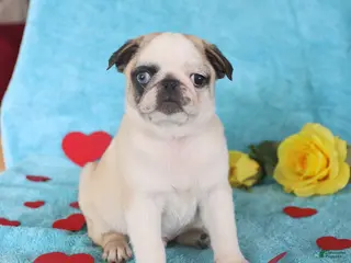 Pug dogs Greg - Ad 6