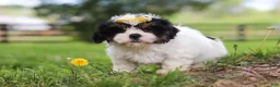 Shih Tzu dogs for sale: Fern - Ad 2