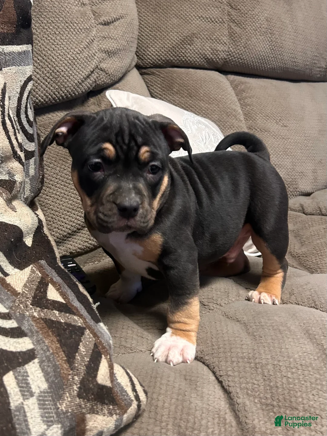 American Bully dogs for sale: Diesel - Ad 1