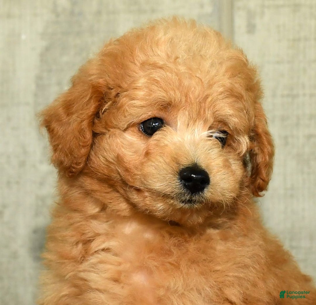 Eskipoo dogs for sale: Lilly - Ad 13