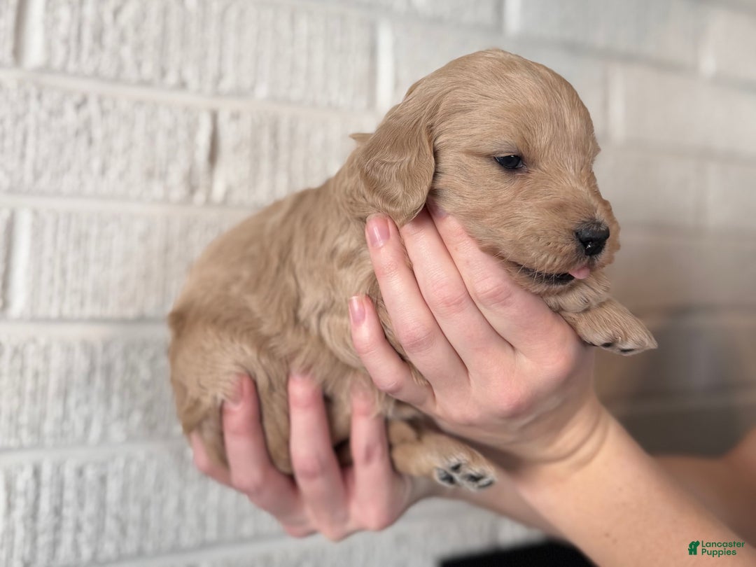 Mini Goldendoodle dogs for sale: Berry - Ad 5