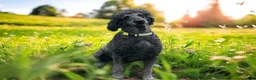 Bernedoodle dogs for sale: Zephyr  - Ad 7