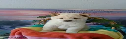 Shiba Inu dogs for sale: Frisky - Ad 3