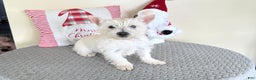 Cairn Terrier dogs for sale: Sugar - Ad 1