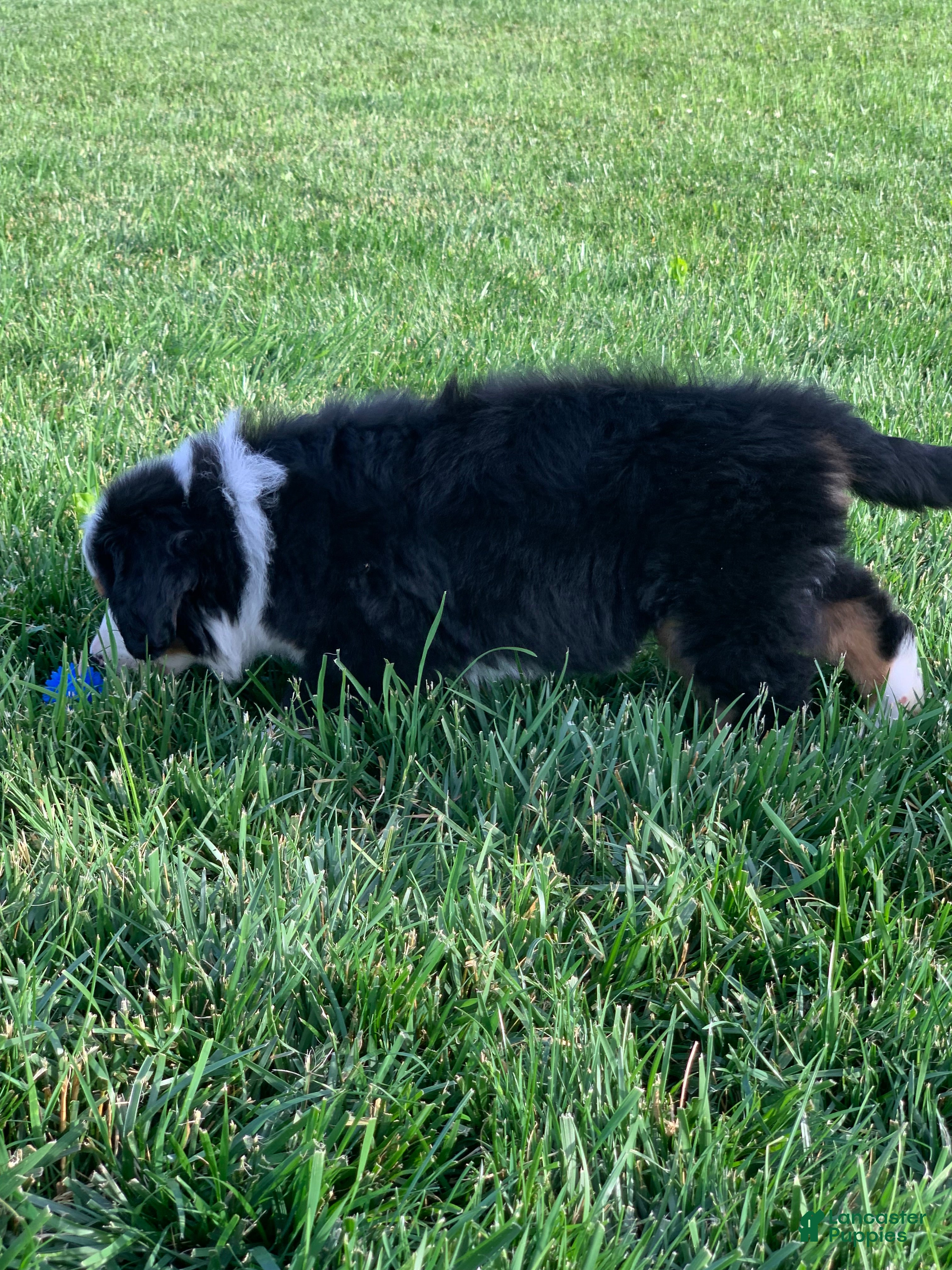 Bernese Mountain Dog dogs for sale: Nemo - Ad 18